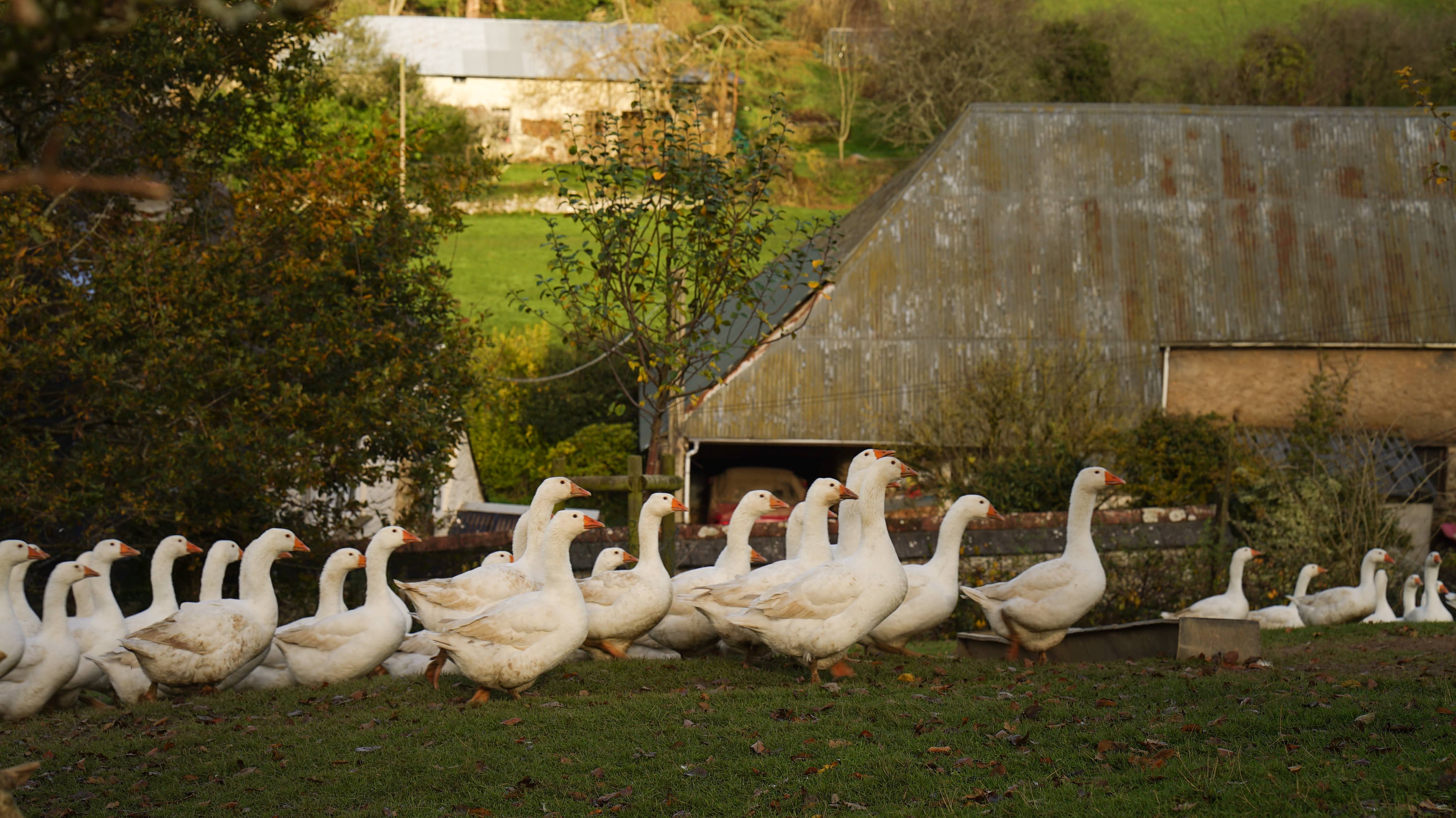 geese